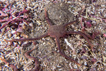 Ophionereidina