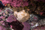 Sponges