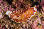 Nudipleura