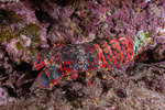Arctidinae
