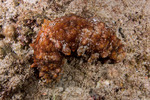 Actinopoda