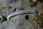 Echinozoa