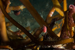 Homalopoma