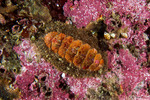 Chitons