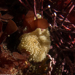 Sponges