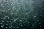 Silvery Fishes