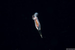 Cavolinioidea