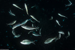 Carangiformes