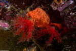Sea Cucumbers