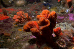 Microcioninae