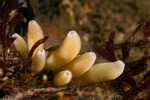 Sponges