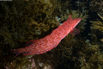 Blennies