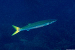 Barracudas