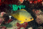 Chromis