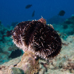 Camarodonta