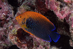 Angelfishes