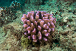 Pocillopora