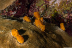 Phloeodictyidae
