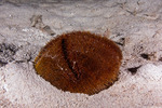 Sea Urchins