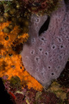 Sponges