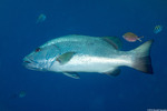 Snappers