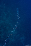 Jellies