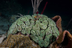 Corals