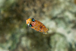 Squids