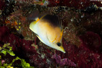 Butterflyfishes