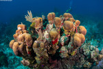 Stony Corals