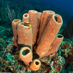 Invertebrates