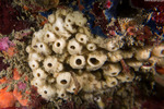 Porifera
