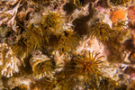 Canalipalpata