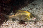 Rhacochilus