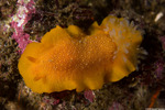 Dendrodorididae