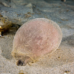 Scolecida