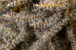 Corals