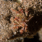 Crabs