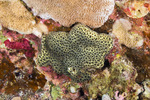 Corals