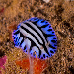 Euthyneura