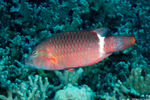 Wrasses