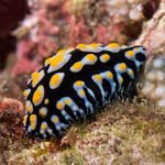 Phyllidia