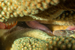Caracanthus