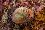 Haliotis