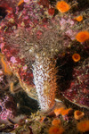 Echinozoa