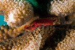Trapezioidea