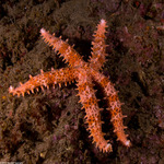 Mithrodiidae