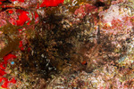 Cnidarians