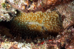 Corals