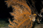 Black Corals